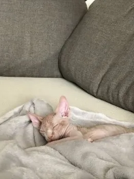 ボルツママ 様のお迎えした子猫