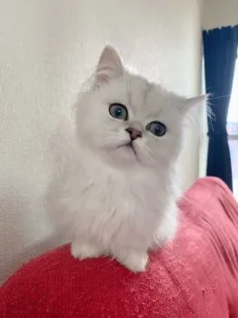 ユウ 様のお迎えした子猫