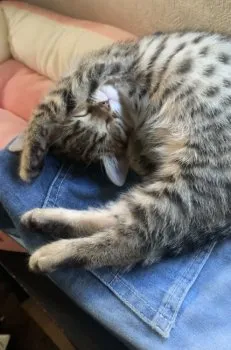 キミドリ 様のお迎えした子猫