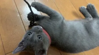 Y 様のお迎えした子猫