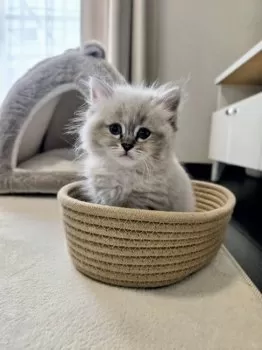 M.H 様のお迎えした子猫