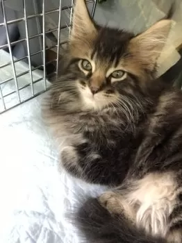 hiroko 様のお迎えした子猫