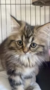 t.n. 様のお迎えした子猫