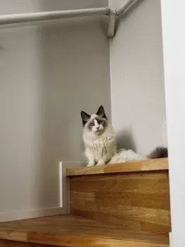 K.H 様のお迎えした子猫