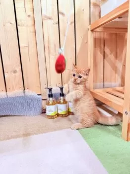 M.S 様のお迎えした子猫