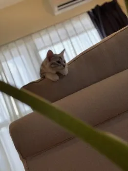 えーす 様のお迎えした子猫