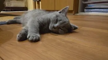 ぱぱいや 様のお迎えした子猫