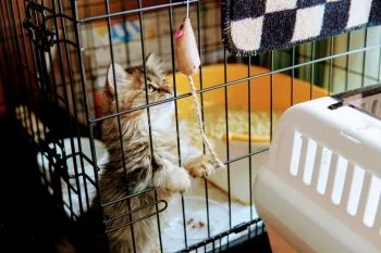 ごろ 様のお迎えした子猫