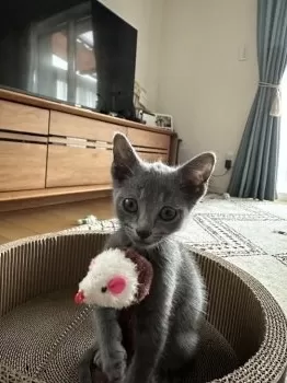 ちょこ 様のお迎えした子猫