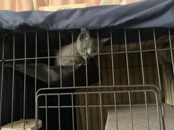 Y.O 様のお迎えした子猫