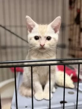AsA 様のお迎えした子猫