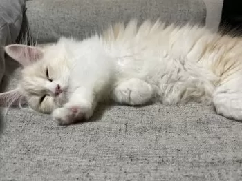 u 様のお迎えした子猫