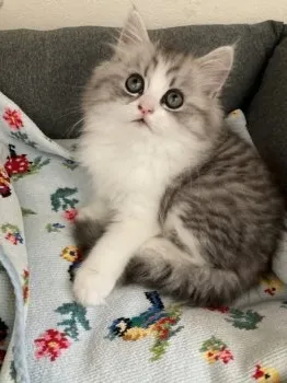 ネママ 様のお迎えした子猫