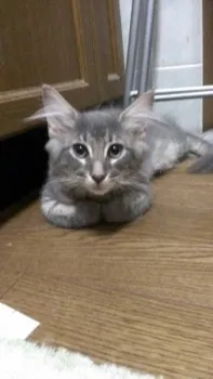 とらちゃんママ 様のお迎えした子猫