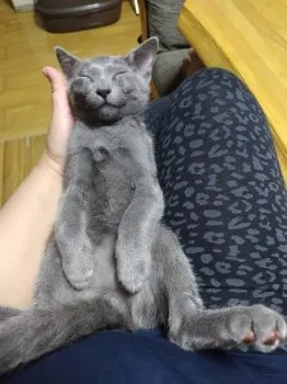 カルボ 様のお迎えした子猫