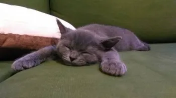ゆいっぺ 様のお迎えした子猫