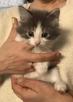 Kanade 様のお迎えした子猫