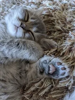 y 様のお迎えした子猫