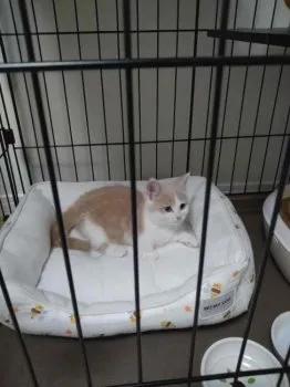 H.S 様のお迎えした子猫