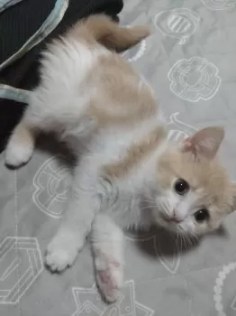 Saki 様のお迎えした子猫