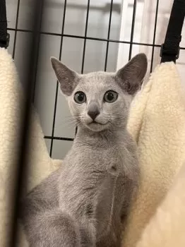 HRK48 様のお迎えした子猫