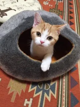 あさぷん 様のお迎えした子猫