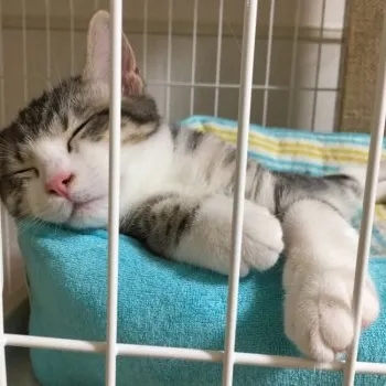 愛奈 様のお迎えした子猫