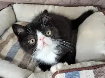 nyanko 様のお迎えした子猫