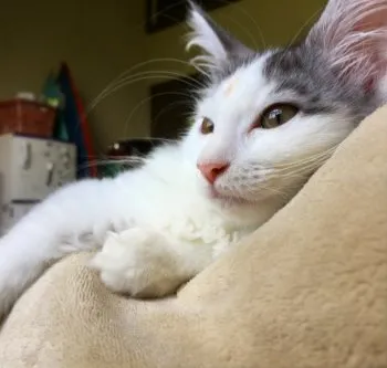 きなこ 様のお迎えした子猫