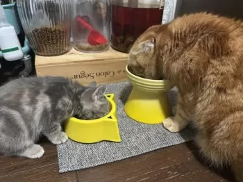 N.S 様のお迎えした子猫