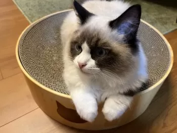 S.H 様のお迎えした子猫