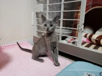 とみたん 様のお迎えした子猫