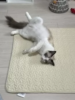ほみん 様のお迎えした子猫
