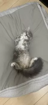 アシタニ 様のお迎えした子猫