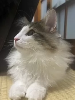 K.S 様のお迎えした子猫