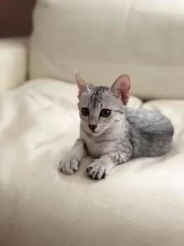 はるお 様のお迎えした子猫