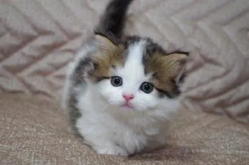 nari 様のお迎えした子猫