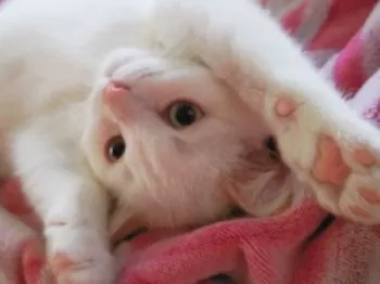 Shiro 様のお迎えした子猫