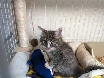 K.R 様のお迎えした子猫