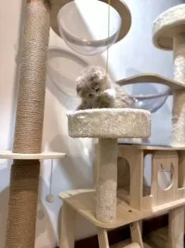 ひまゆり 様のお迎えした子猫