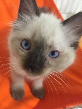グレン 様のお迎えした子猫