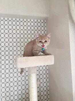 みんみん 様のお迎えした子猫