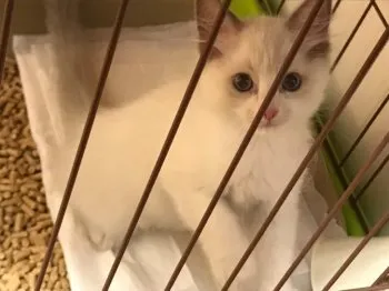 千明 様のお迎えした子猫