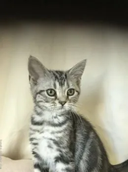 とまとくん 様のお迎えした子猫
