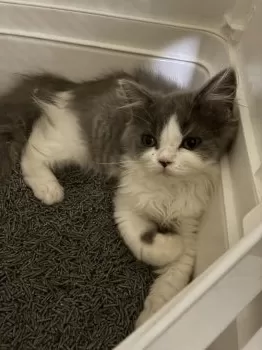 ミハエル 様のお迎えした子猫