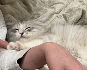 ツナ 様のお迎えした子猫