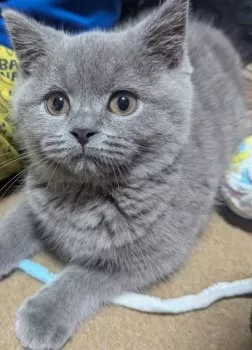 M.A 様のお迎えした子猫