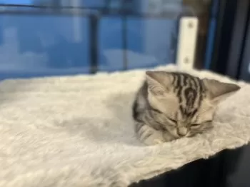 R.K 様のお迎えした子猫