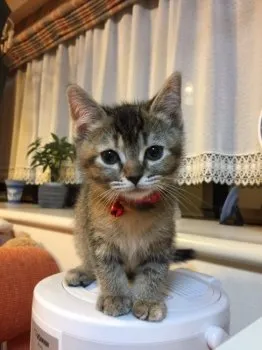 T.K 様のお迎えした子猫