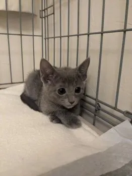 Y.S 様のお迎えした子猫